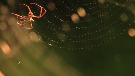 Nahaufnahme-Einer-Spinne,-Die-Ein-Netz-Baut