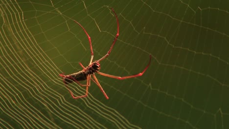 Nahansicht,-Wie-Eine-Spinne-Ihr-Netz-Aufbaut