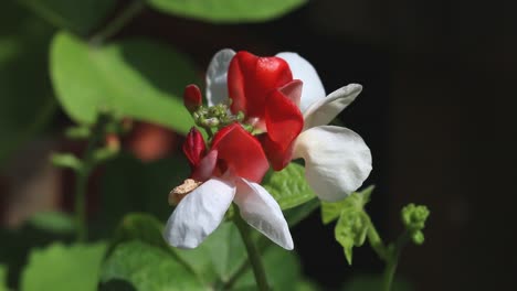 Closeup-of-Dwarf-Runner-bean-flowers.-Summer.-UK