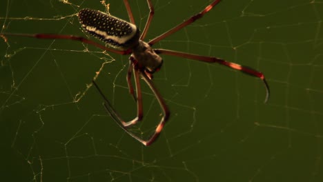 Gruselige-Schwarze-Spinne,-Die-Hart-Arbeitet-Und-Ein-Netz-Baut