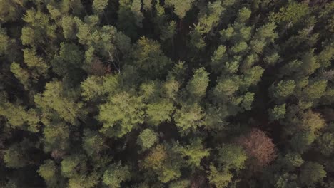 Drone-shot-on-the-green-forest-from-bird´s-eyes-view-perspectiove
