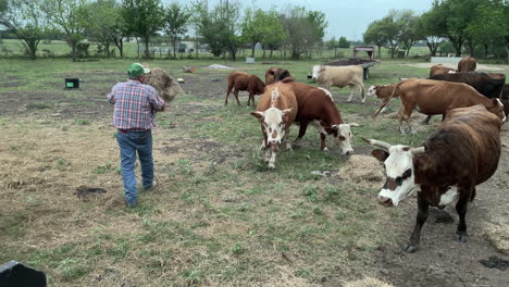 El-Hombre-Alimenta-Heno-A-Las-Vacas-En-La-Mañana-En-Las-Zonas-Rurales-De-Texas,-Ee.uu.