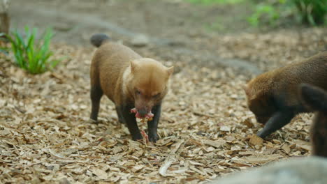 Perro-Salvaje-Masticando-Y-Comiendo-Carne-De-Presa-Mientras-Otro-Miembro-De-La-Manada-Pasa-Caminando-En-El-Entorno-Del-Zoológico