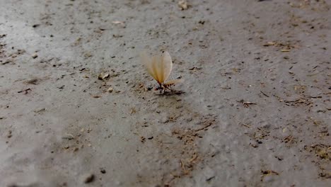 Winged-Termite-Stuck-On-The-Mud,-Flapping-Its-Wings