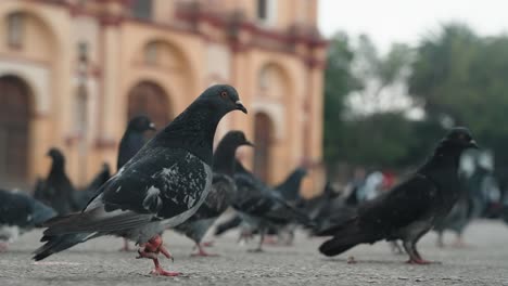 Homing-Pigeons-On-The-Ground-Outside-Cathedral-Of-San-Cristobal-de-las-Casas-In-Mexico