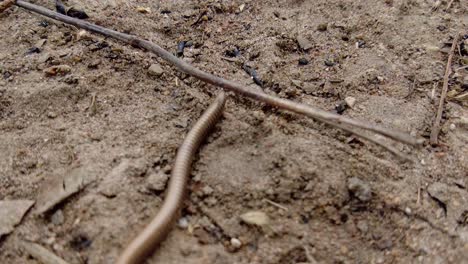Centipede,-giant-African-millipede-crawling-under-twig-in-Africa-forest-wildlife