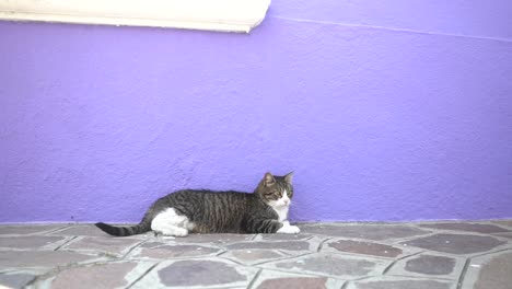 Un-gato-grus-y-blanco-mueve-la-cola-y-descansa-tumbado-junto-a-una-pared-de-color-morada