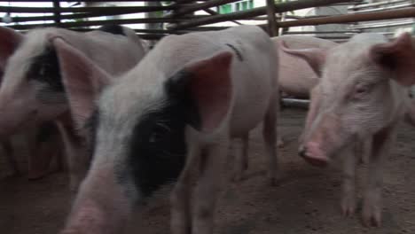 Pequeños-Cerdos-En-África.-Badagry,-Nigeria