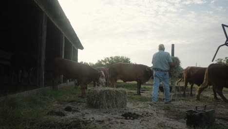 Man-Distributes-Hay-Among-Cows-in-Barnyard-in-Rural-Texas,-USA