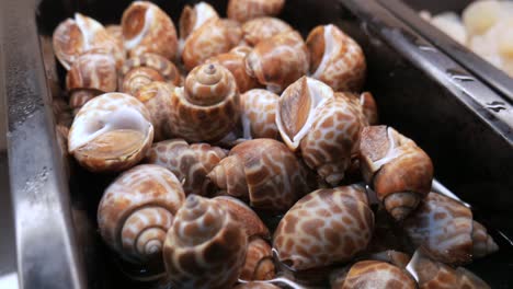 fresh-raw-sea-snails-in-bucket