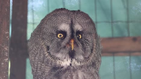 Close-up-shot-of-Great-Grey-Owl-with-yellow-eyes-resting-in-nature
