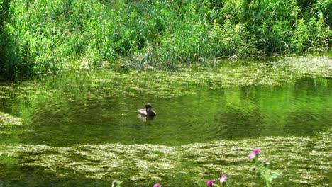 Einsame-Ente-Schwimmt