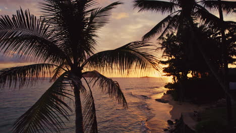 Beautiful-drone-orbit-around-palm-tree-at-sunrise-in-Hawaii