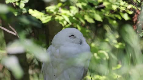 Close-up-shot-of-white-snow-owl-perched-in-branch-of-tree-during-sunny-day-in-nature,-observing-area-turning-head
