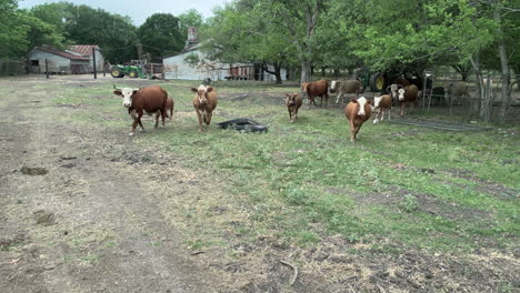 Las-Vacas-Corren-Hacia-La-Cámara-Esperando-Alimentarse-Por-La-Mañana.