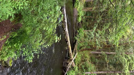 Ein-Umgestürzter-Baumstamm-über-Einen-Fluss-Im-Tongass-National-Forest-In-Alaska-–-Vertikale-Ausrichtung