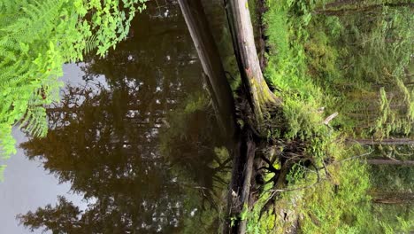 A-slow-river-in-the-Tongass-National-Forest-near-Ketchikan,-Alaska---vertical-orientation