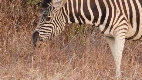 A-zebra-stands-in-the-African-savannah,-its-head-lowered-as-it-grazes-on-the-lush-grass