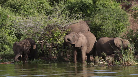 Family-of-elephants-drinking-water-from-the-edge-of-a-river-in-Uganda,-Africa