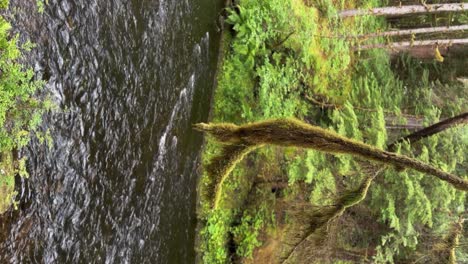 Moos-Auf-Einem-Ast,-Der-über-Einem-Fluss-Im-Tongass-National-Forest-In-Alaska-Hängt-–-Vertikale-Ausrichtung
