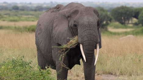 Lone-elephant-eating-leaves-and-walking-forward-in-Uganda,-Africa