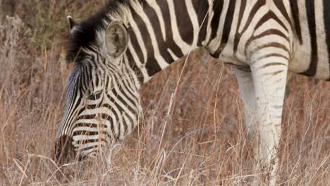 A-zebra-grazes-on-the-grassy-plains-of-Africa,-with-its-distinctive-black-and-white-stripes