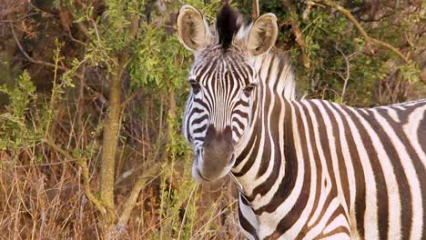 A-zebra-stands-in-the-grassy-plains-of-Africa,-its-black-and-white-stripes-contrasting-against-the-green-landscape
