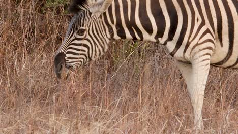 In-the-African-savannah,-a-zebra-grazes-on-the-grass,-its-black-and-white-stripes-standing-out-against-the-landscape