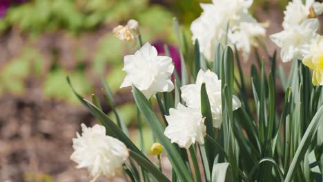 Beautiful-white-and-yellow-daffodils-blooming-in-the-garden
