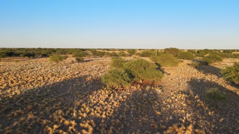 Wüstenbildung-Von-Strauch--Und-Waldlandschaften,-Die-Mit-Mehr-Schmutz-Und-Nackter-Erde-Austrocknen