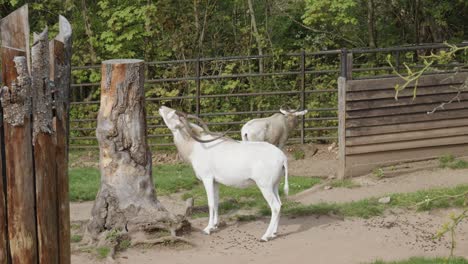 Addax-Screwhorn-Antelope-Native-To-The-Sahara-Desert-In-Prague-Zoo,-Czech-Republic
