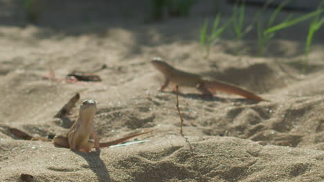 Handheld-shot-of-lizards-in-their-habitat-on-the-beach