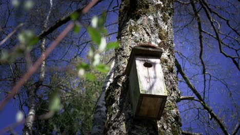 DIY-bird-shelter-for-small-songbirds-and-passerines