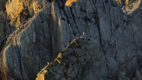 Seagull-resting-on-top-of-a-cliff-during-sunset-at-Achill-Island,-long-lens-drone-shot