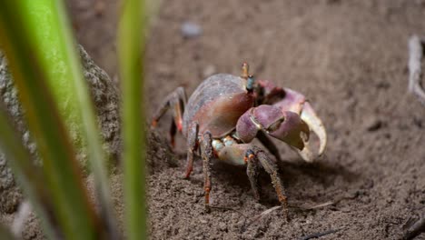 wild-mud-crab-in-Seychelles-filmed-close-up-in-the-jungle