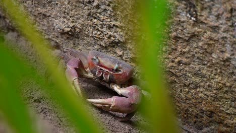 wild-mud-crab-in-Seychelles-filmed-close-up-in-the-jungle