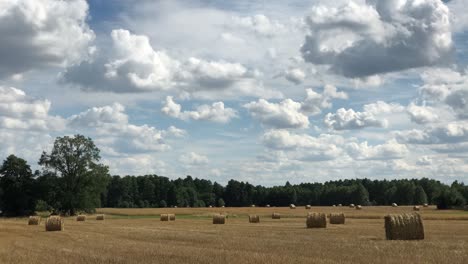 Discover-the-tranquil-beauty-of-straw-bales-scattered-across-the-sunlit-field