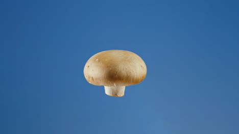 Champignon-mushroom-spinning-on-blue-background