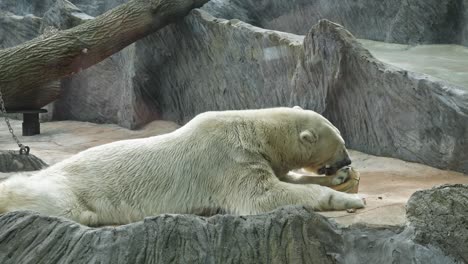 Adult-Polar-Bear-In-Prague-Zoological-Garden-In-Prague,-Czech-Republic