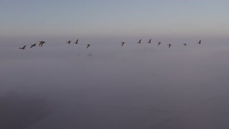 Foggy-morning-in-Netherlands-with-flock-of-birds-flying-through-sky,-sunrise
