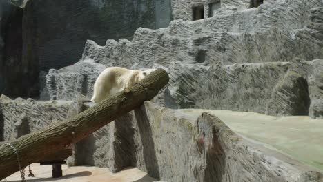 a-polar-bear-walking-in-its-enclosure-at-the-Prague-Zoo,-Czech-Republic