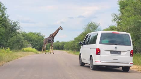 Single-adult-South-African-or-Cape-giraffe-crossing-a-road-in-Kruger-National-Park,-South-Africa