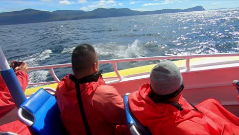 Bruny-Island,-Tasmanien,-Australien---15.-März-2019:-Ein-Springender-Delfin-überrascht-Passagiere-Auf-Einer-Schnellboottour-Auf-Bruny-Island-In-Tasmanien
