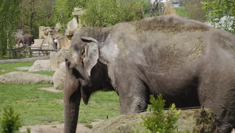 one-Elephant-On-The-Zoological-Garden-Park