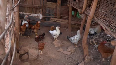 Flock-Of-Chickens-Inside-The-Coop-In-The-Farm
