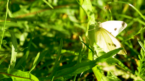 Cabbage-Butterfly-Perch-On-Green-Foliage-On-A-Sunny-Morning