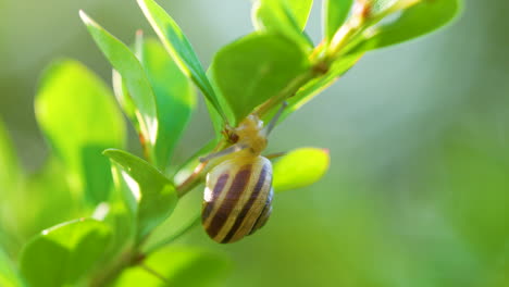 Brown-lipped-Snail-On-Fresh-Green-Plant-In-The-Garden