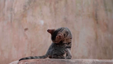 Tabby-Kitten-On-The-Rock-Licking-Its-Fur-On-The-Back