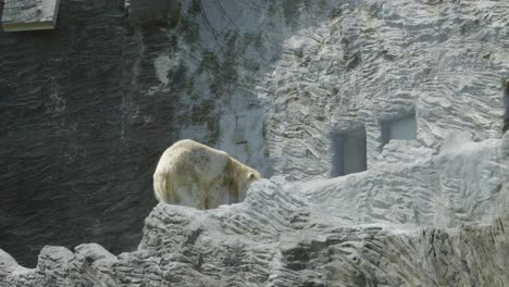 Adult-Polar-Bear-In-Prague-Zoological-Garden-In-Prague,-Czech-Republic