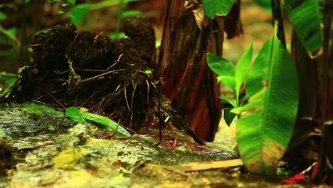 Tropical-plants-and-a-small-stream-in-Amazon-jungle